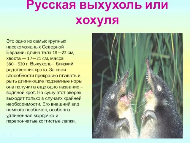 Русская выхухоль или хохуля Это одно из самых крупных насекомоядных Северной Евразии: