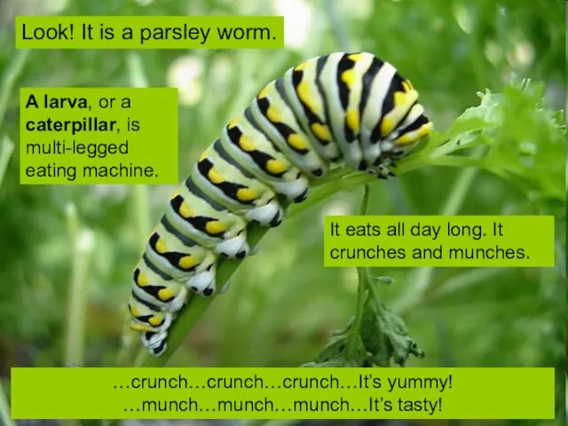 Look! It is a parsley worm. …crunch…crunch…crunch…It’s yummy! …munch…munch…munch…It’s tasty! A larva,