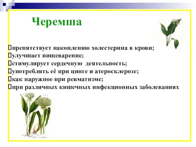 Черемша препятствует накоплению холестерина в крови; улучшает пищеварение; стимулирует сердечную деятельность; употреблять