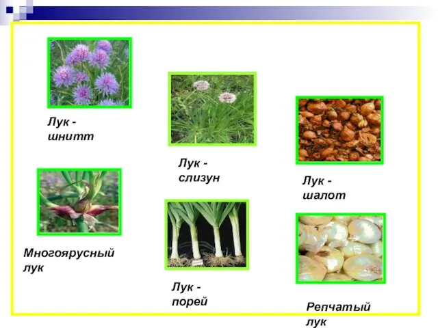 Лук - шалот Лук - слизун Многоярусный лук Лук - шнитт Лук - порей Репчатый лук