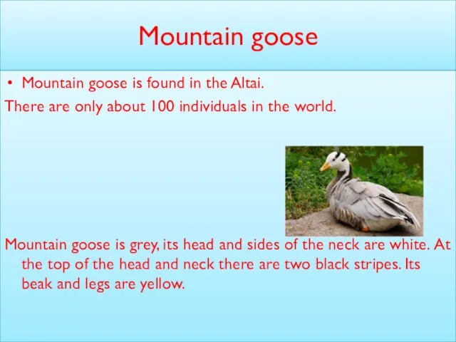 Mountain goose Mountain goose is found in the Altai. There are only