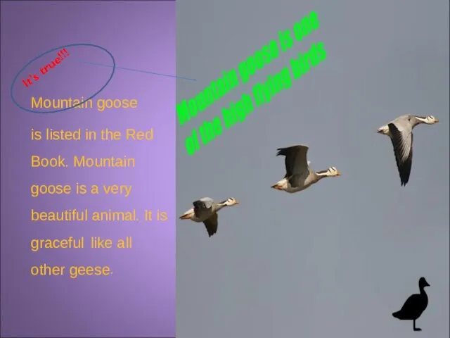 It’s true!!! Mountain goose is listed in the Red Book. Mountain goose