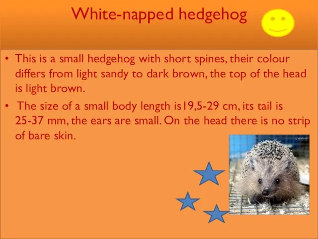 White-napped hedgehog This is a small hedgehog with short spines, their colour
