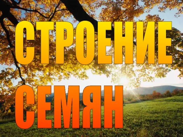 СТРОЕНИЕ СЕМЯН