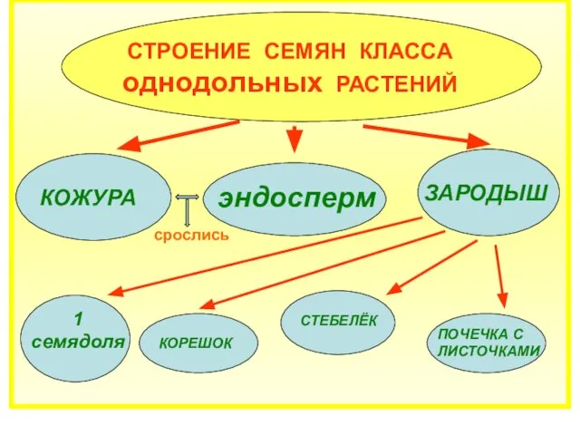 СТРОЕНИЕ СЕМЯН КЛАССА однодольных РАСТЕНИЙ КОЖУРА ЗАРОДЫШ КОРЕШОК СТЕБЕЛЁК ПОЧЕЧКА С ЛИСТОЧКАМИ эндосперм срослись 1 семядоля