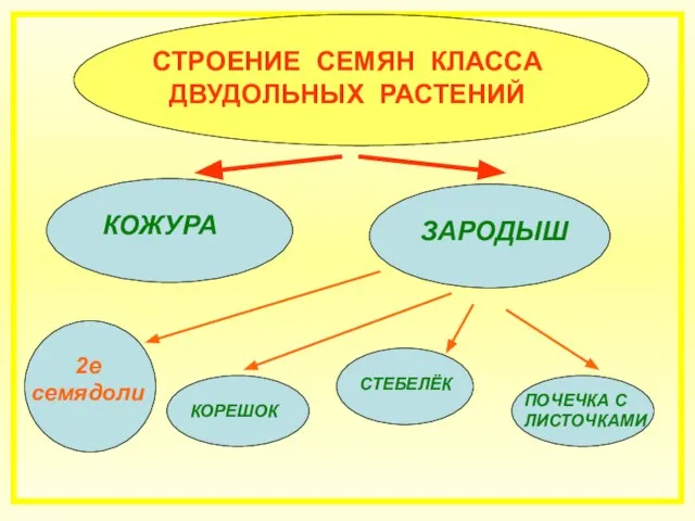 СТРОЕНИЕ СЕМЯН КЛАССА ДВУДОЛЬНЫХ РАСТЕНИЙ КОЖУРА ЗАРОДЫШ 2е КОРЕШОК СТЕБЕЛЁК ПОЧЕЧКА С ЛИСТОЧКАМИ 2е семядоли