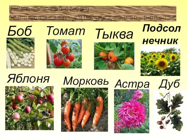 Растения класса двудольных Боб Томат Тыква Подсол нечник Яблоня Морковь Астра Дуб