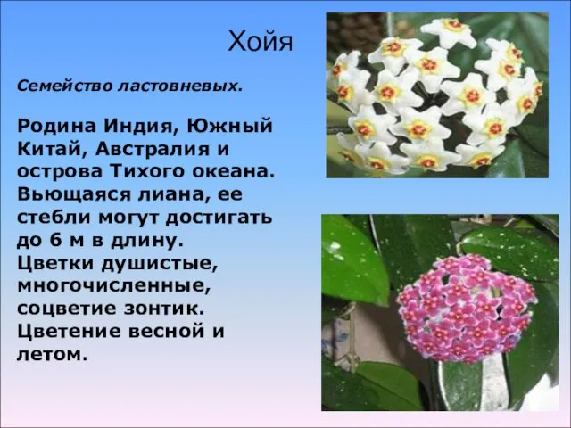 Семейство ластовневых. Родина Индия, Южный Китай, Австралия и острова Тихого океана. Вьющаяся