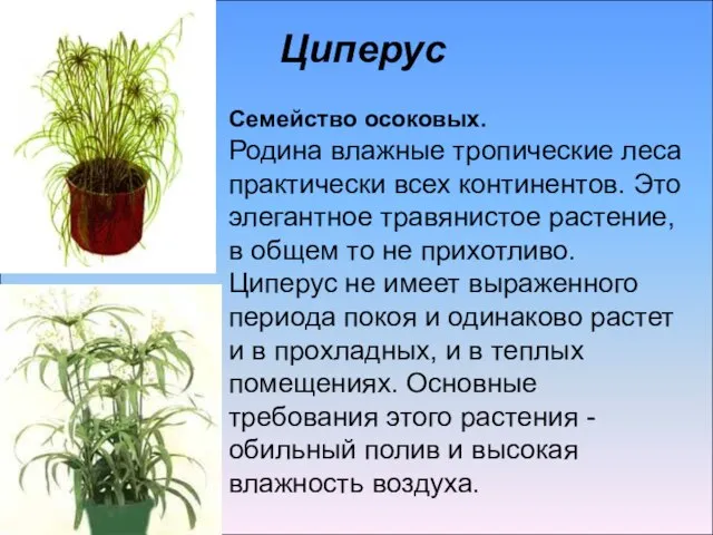 Семейство осоковых. Родина влажные тропические леса практически всех континентов. Это элегантное травянистое