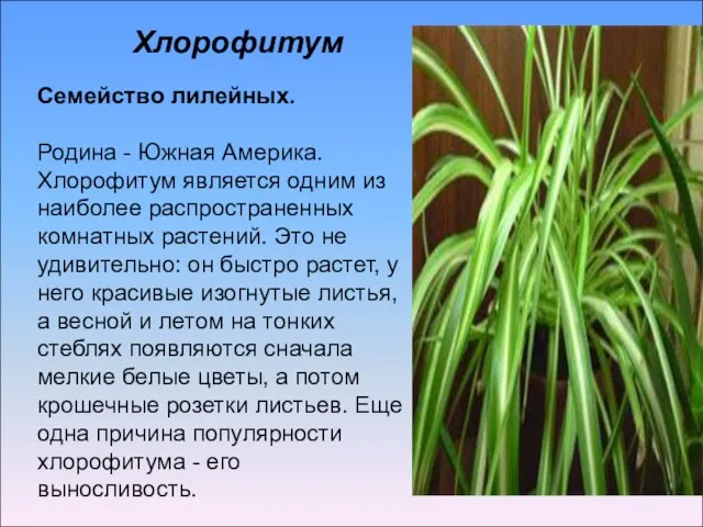 Семейство лилейных. Родина - Южная Америка. Хлорофитум является одним из наиболее распространенных