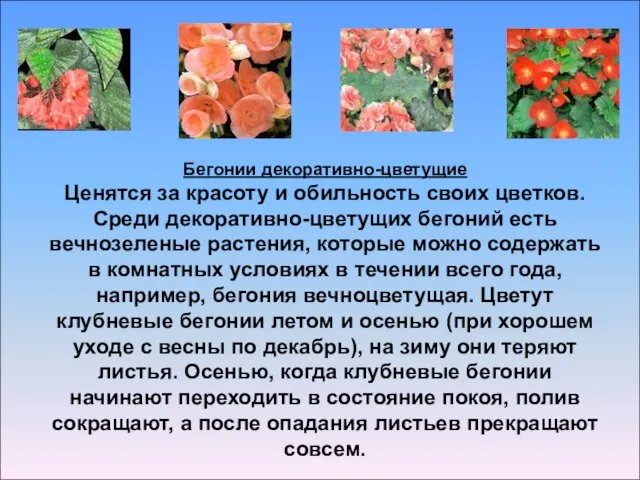 Бегонии декоративно-цветущие Ценятся за красоту и обильность своих цветков. Среди декоративно-цветущих бегоний