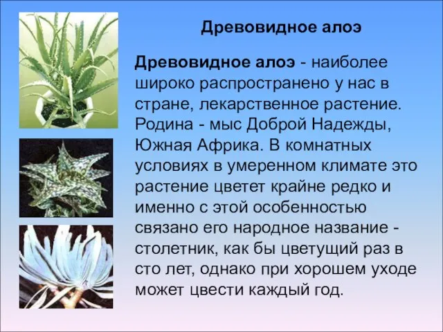 Древовидное алоэ Древовидное алоэ - наиболее широко распространено у нас в стране,