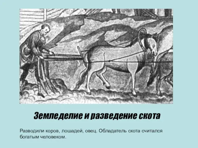 Земледелие и разведение скота Разводили коров, лошадей, овец. Обладатель скота считался богатым человеком.