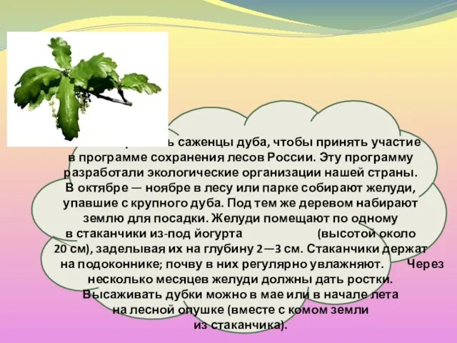 Можно вырастить саженцы дуба, чтобы принять участие в программе сохранения лесов России.