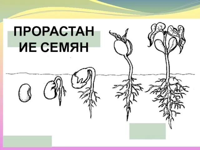 ПРОРАСТАНИЕ СЕМЯН