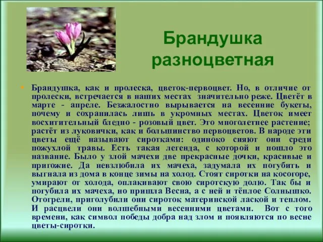 Брандушка разноцветная Брандушка, как и пролеска, цветок-первоцвет. Но, в отличие от пролески,