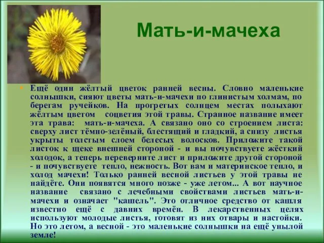 Мать-и-мачеха Ещё один жёлтый цветок ранней весны. Словно маленькие солнышки, сияют цветы