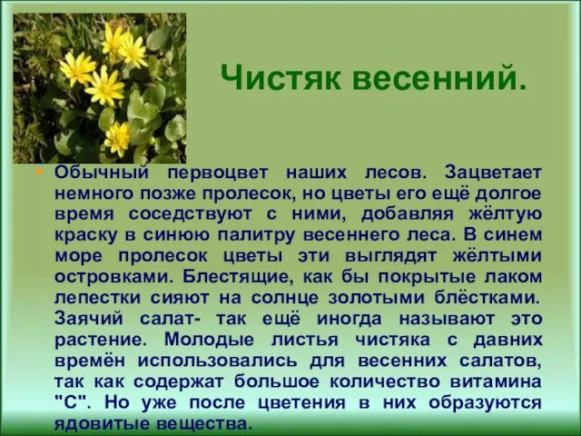 Чистяк весенний. Обычный первоцвет наших лесов. Зацветает немного позже пролесок, но цветы