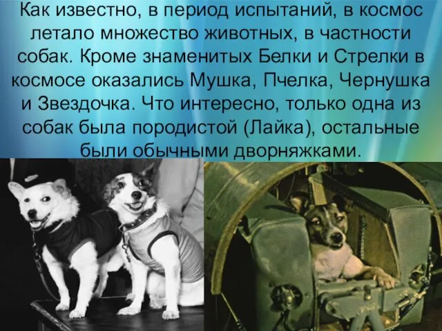 Как известно, в период испытаний, в космос летало множество животных, в частности