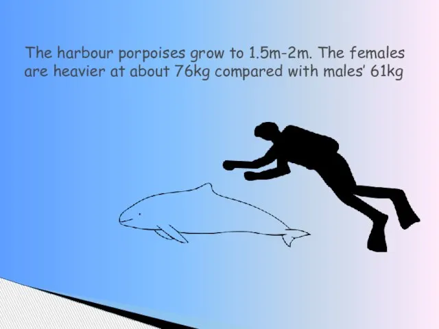 The harbour porpoises grow to 1.5m-2m. The females are heavier at about