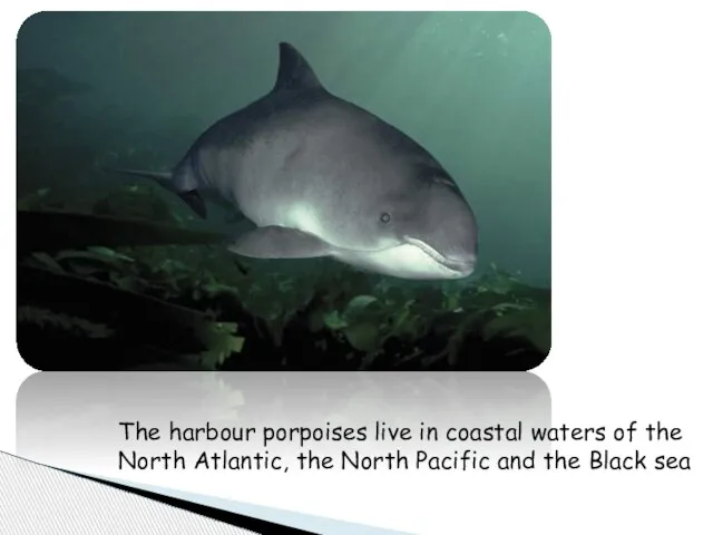 The harbour porpoises live in coastal waters of the North Atlantic, the