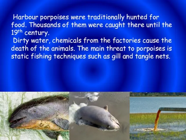 Harbour porpoises were traditionally hunted for food. Thousands of them were caught