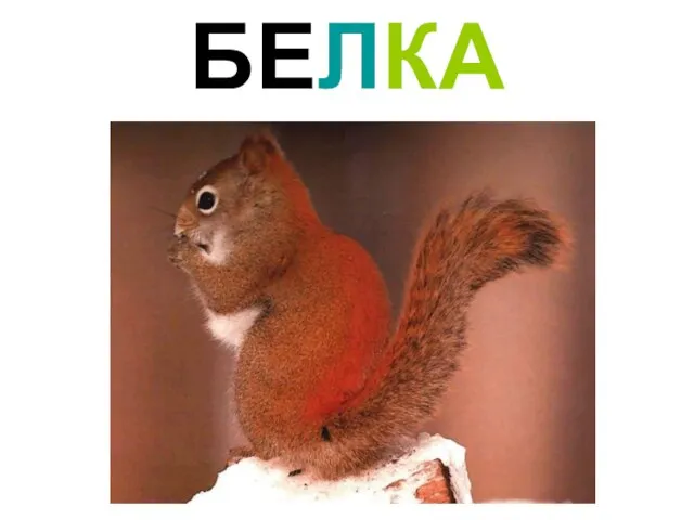 БЕЛКА