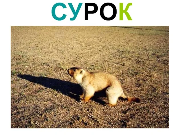 СУРОК