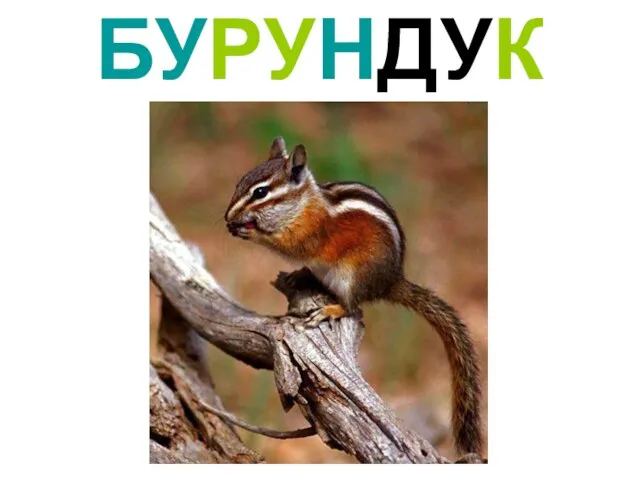 БУРУНДУК