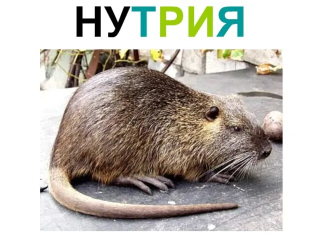 НУТРИЯ