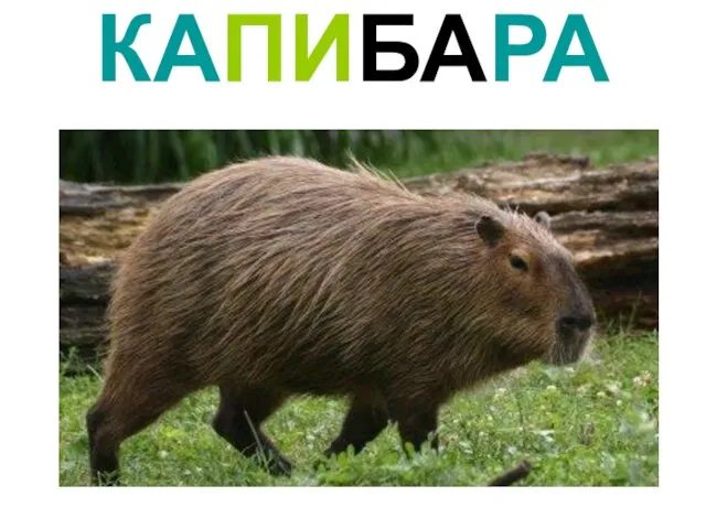 КАПИБАРА