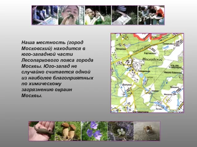 Наша местность (город Московский) находится в юго-западной части Лесопаркового пояса города Москвы.