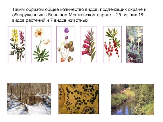 Таким образом общее количество видов, подлежащих охране и обнаруженных в Большом Мешковском