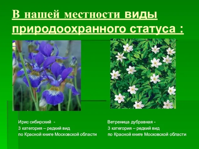 В нашей местности виды природоохранного статуса : Ирис сибирский - Ветреница дубравная