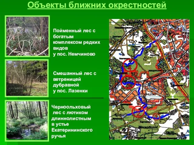 Черноольховый лес с лютиком длиннолистным в устье Екатерининского ручья Объекты ближних окрестностей