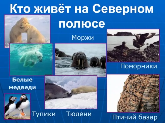 Кто живёт на Северном полюсе Поморники Тупики Тюлени Моржи Белые медведи Птичий базар