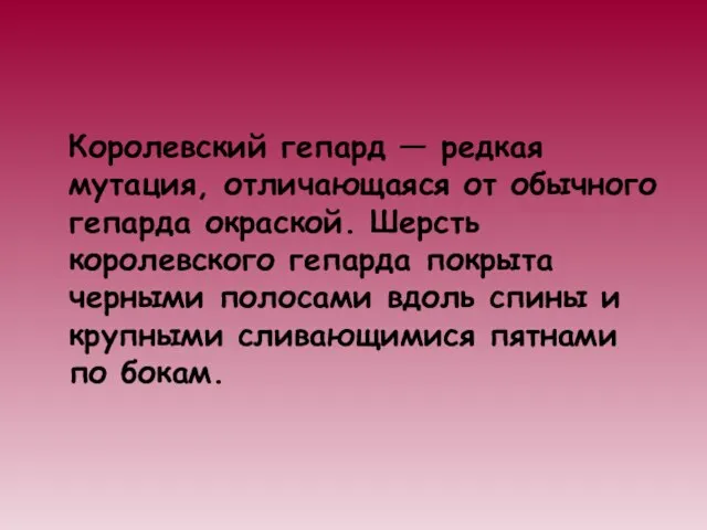 Королевский гепард — редкая мутация, отличающаяся от обычного гепарда окраской. Шерсть королевского