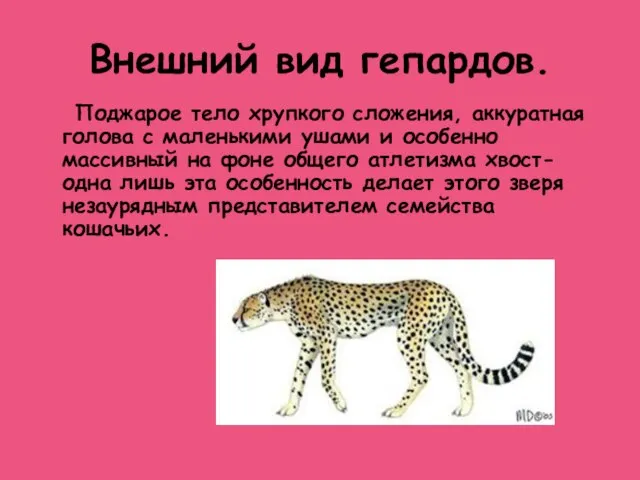 Внешний вид гепардов. Поджарое тело хрупкого сложения, аккуратная голова с маленькими ушами