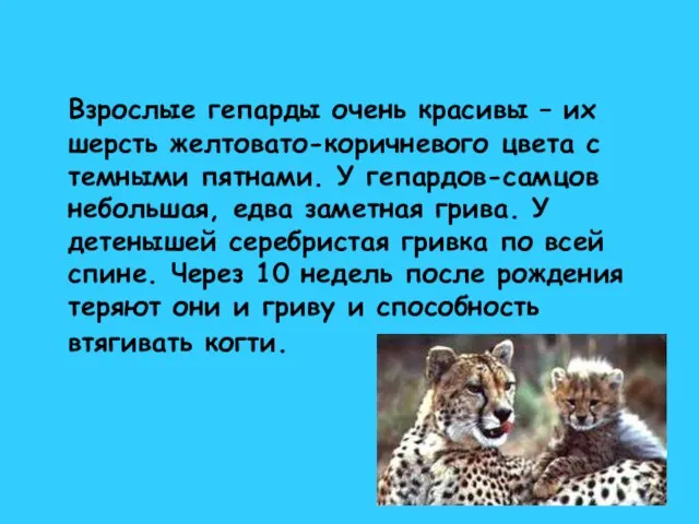 Взрослые гепарды очень красивы – их шерсть желтовато-коричневого цвета с темными пятнами.