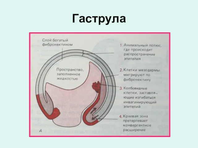 Гаструла