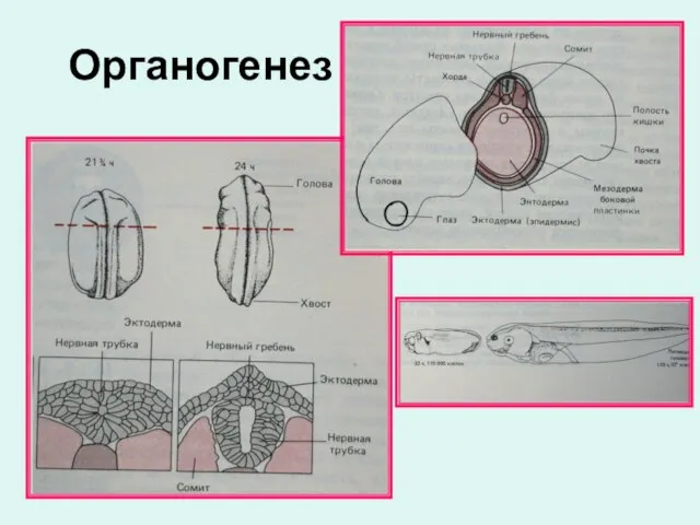Органогенез