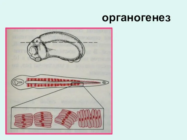 органогенез