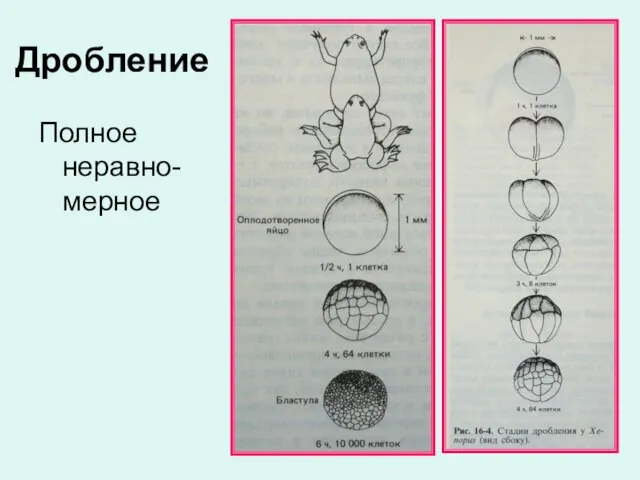 Дробление Полное неравно-мерное