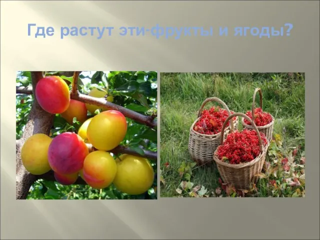 Где растут эти-фрукты и ягоды?