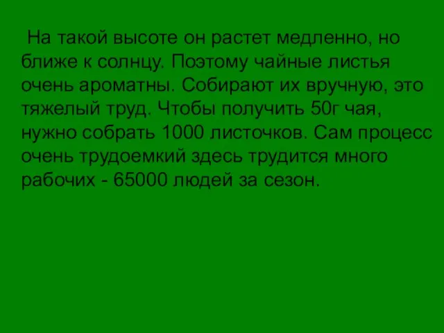 На такой высоте он растет медленно, но ближе к солнцу. Поэтому чайные