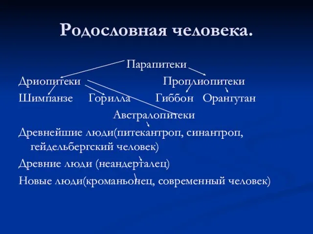 Родословная человека. Парапитеки Дриопитеки Проплиопитеки Шимпанзе Горилла Гиббон Орангутан Австралопитеки Древнейшие люди(питекантроп,