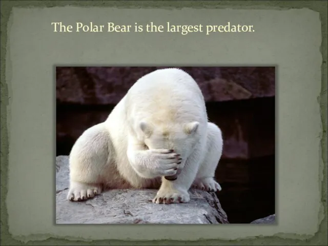 The Polar Bear is the largest predator.