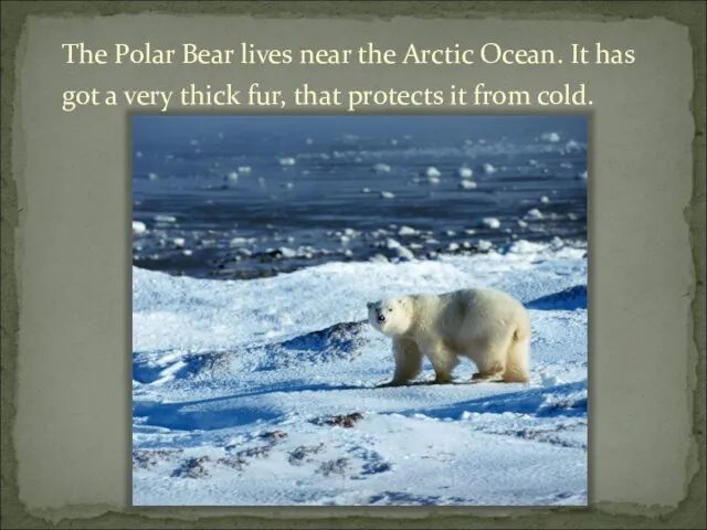 The Polar Bear lives near the Arctic Ocean. It has got a