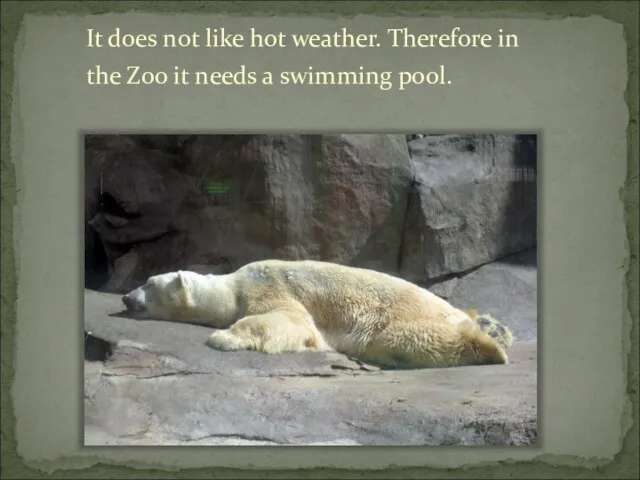 It does not like hot weather. Therefore in the Zoo it needs a swimming pool.