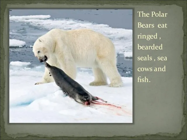 The Polar Bears eat ringed , bearded seals , sea cows and fish.